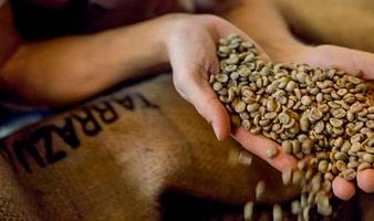 Baristakursus og Kaffekursus hos Holy Bean