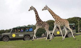 Ree Park Safari