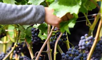 Rundvisning og vinsmagning på Dyrehøj Vingaard