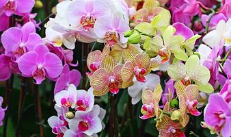 Se et væld af orkidéer hos Orchidegartneriet