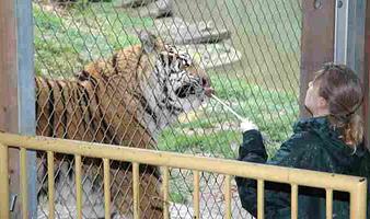 Tigertræning i Københavns Zoo
