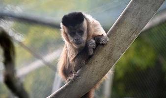 Odsherred Zoo Rescue