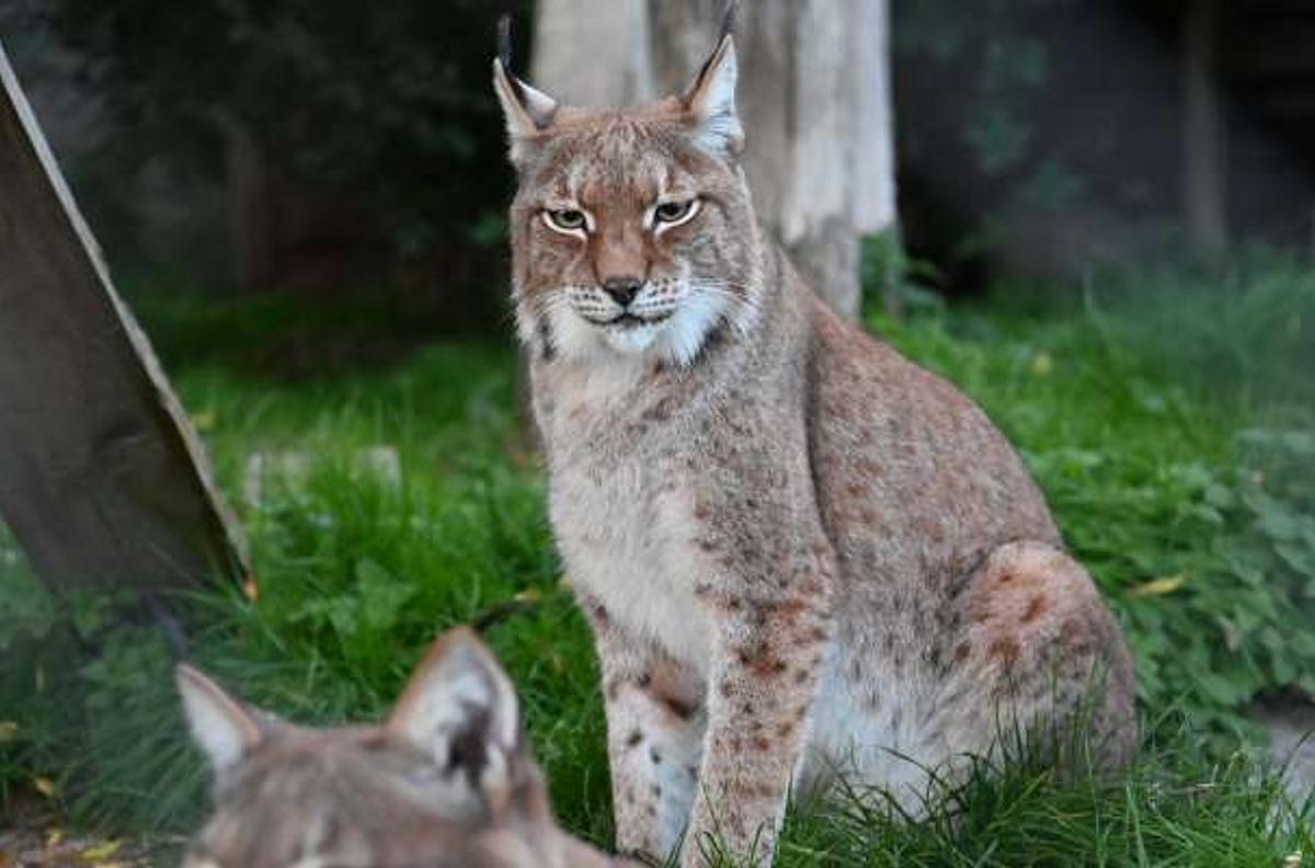 Odsherred Zoo Rescue