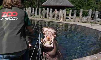 Dyrepasser for en dag i Københavns Zoo