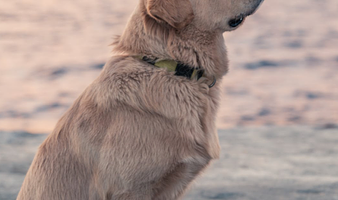 Aktiviteter hvor  hunde kan være med